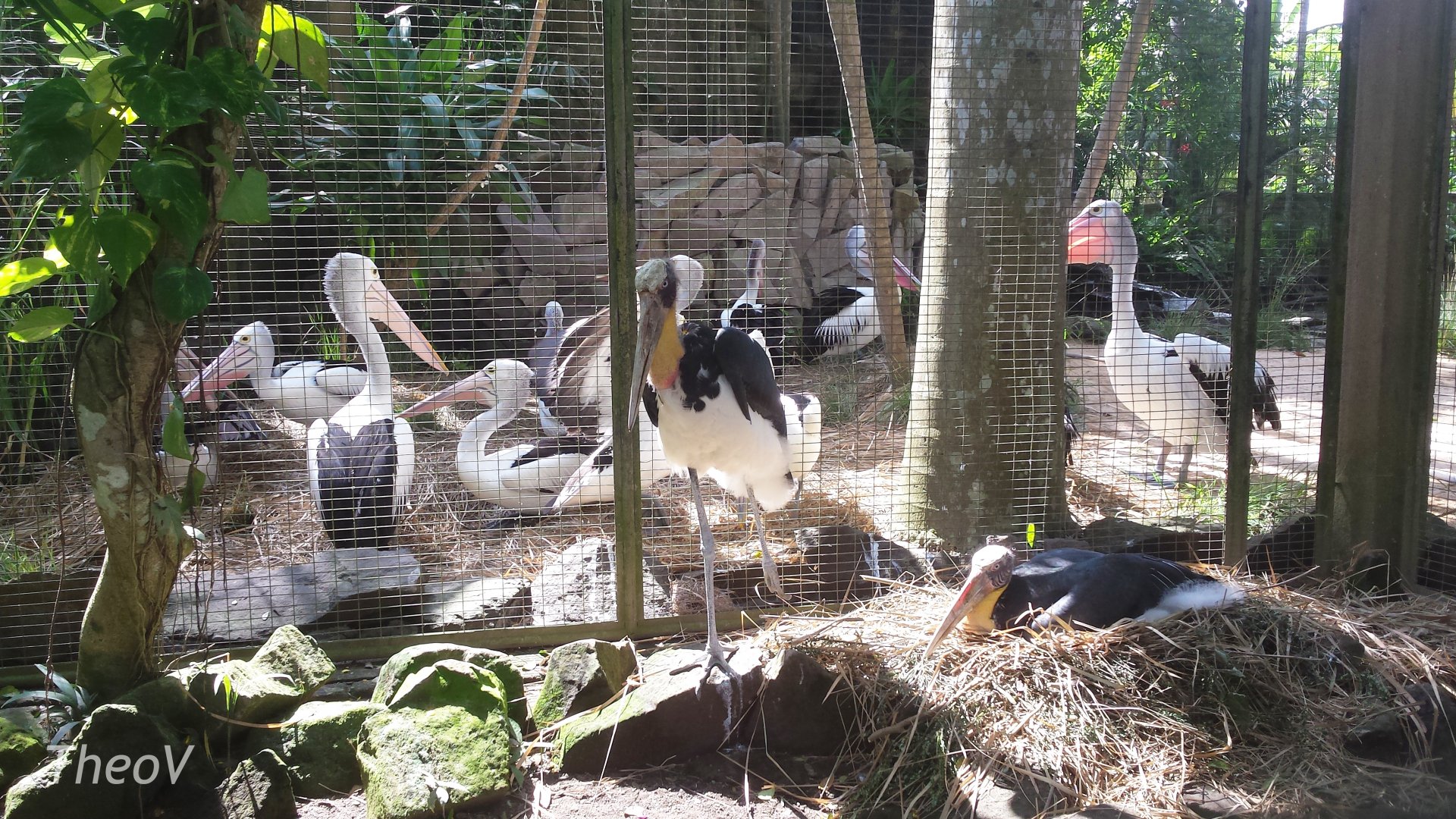 Lesser adjutants and Australian pelicans [2014]