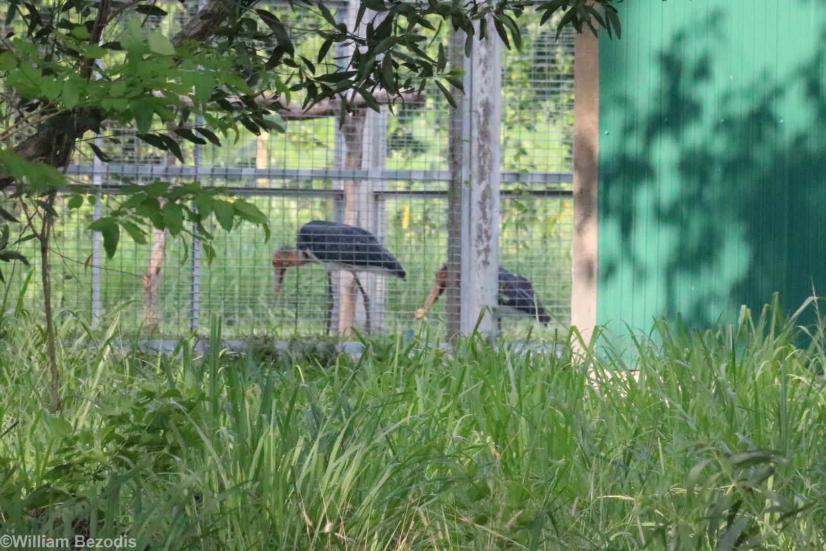 Lesser Adjutants - Bang Pra Waterbird Breeding Centre