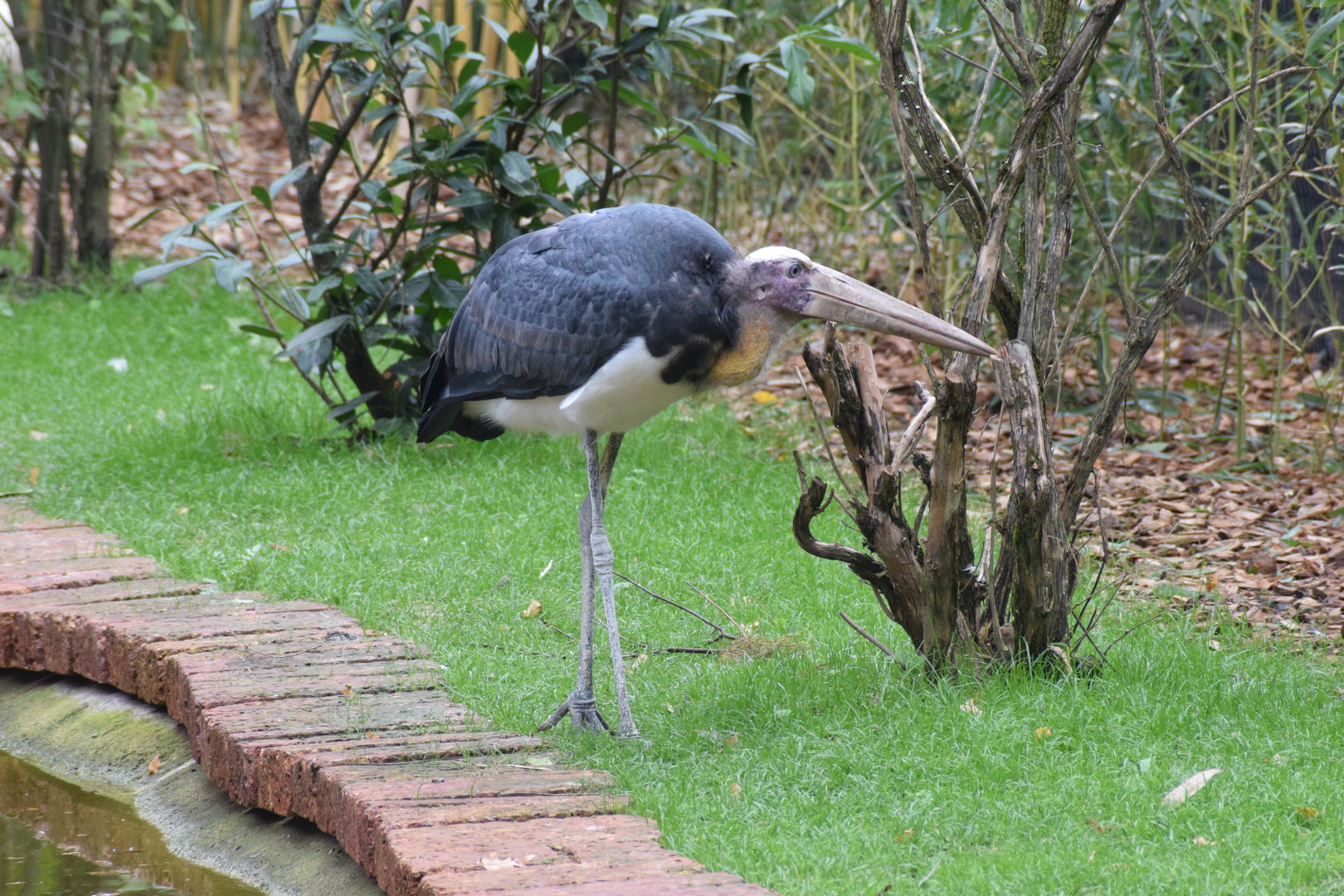 Lesser adjutatnt - October 2023