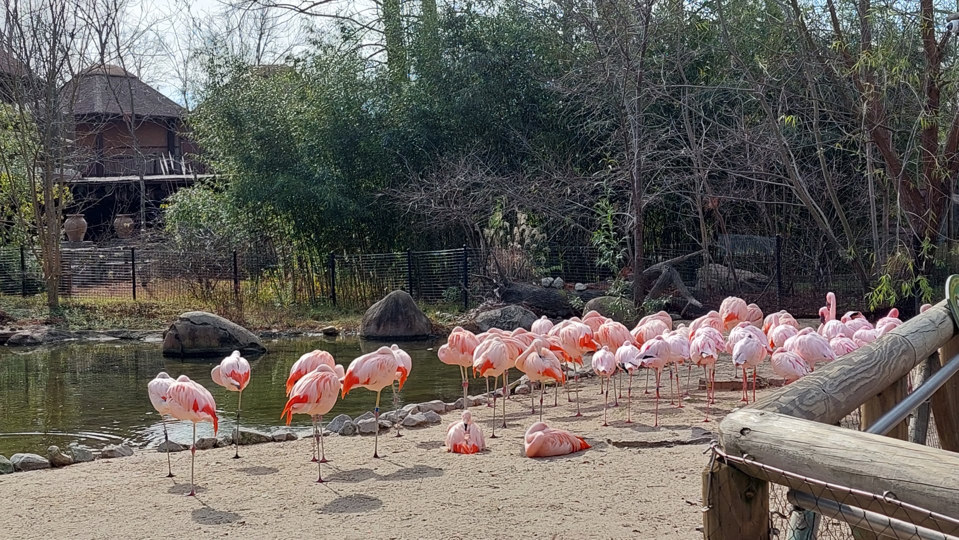 Lesser and Chilean Flamingos