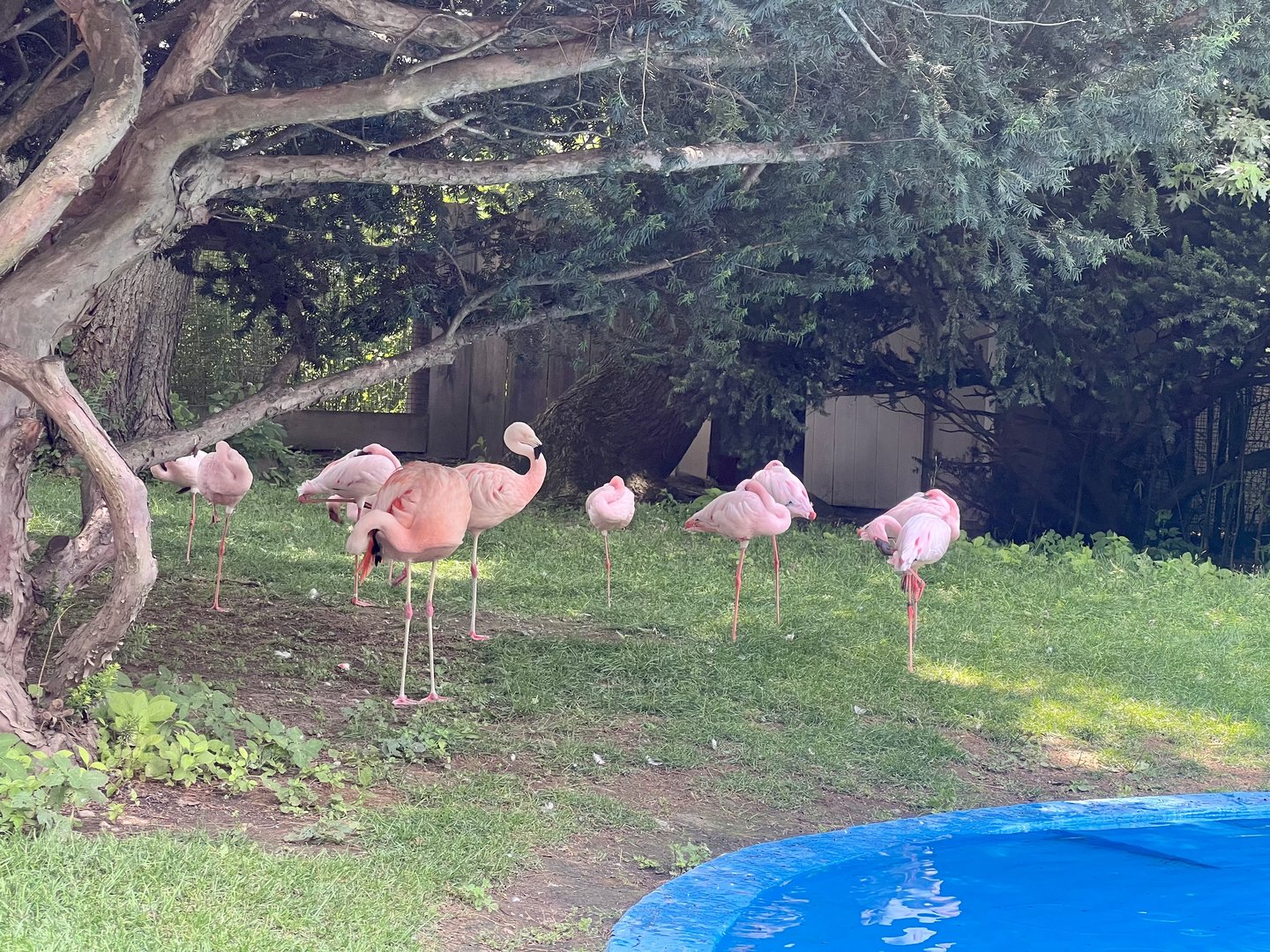 Lesser and Chilean Flamingos