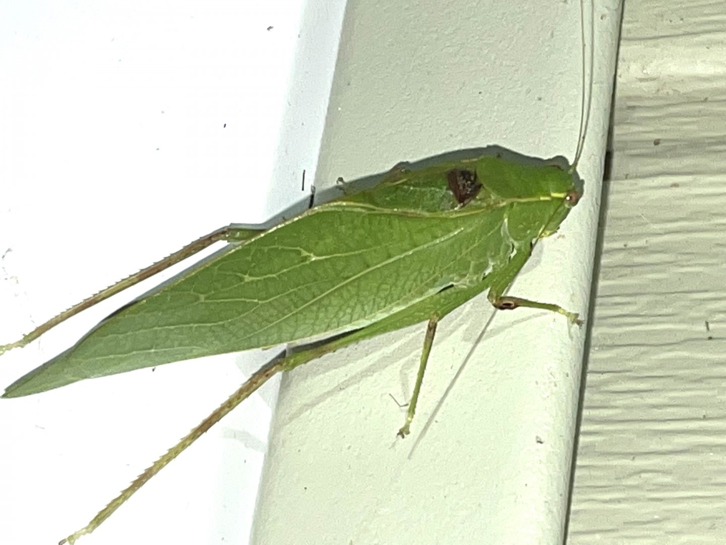 lesser angle winged katydid