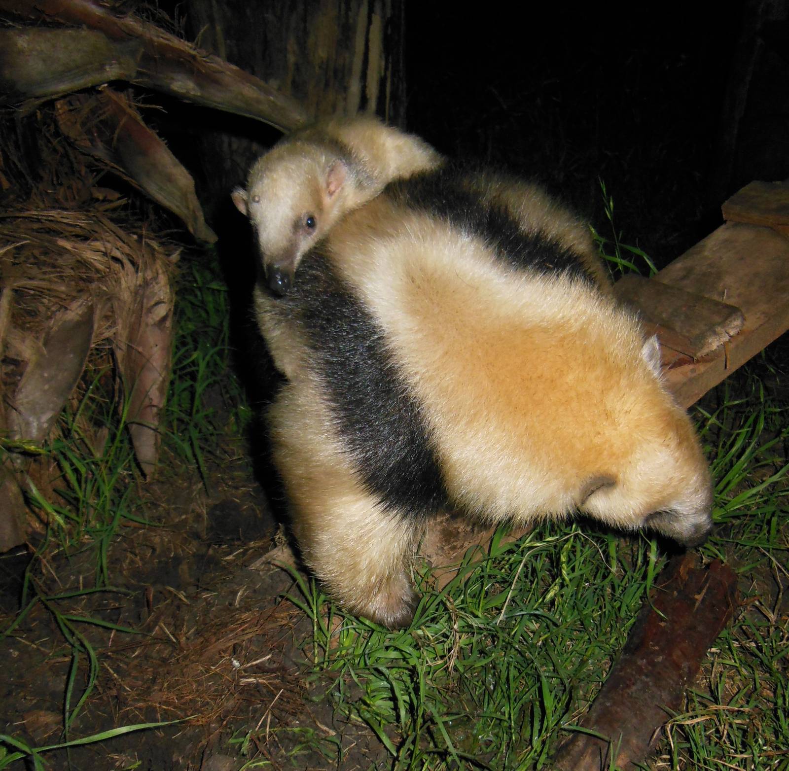 Lesser Anteater, 1 month old.