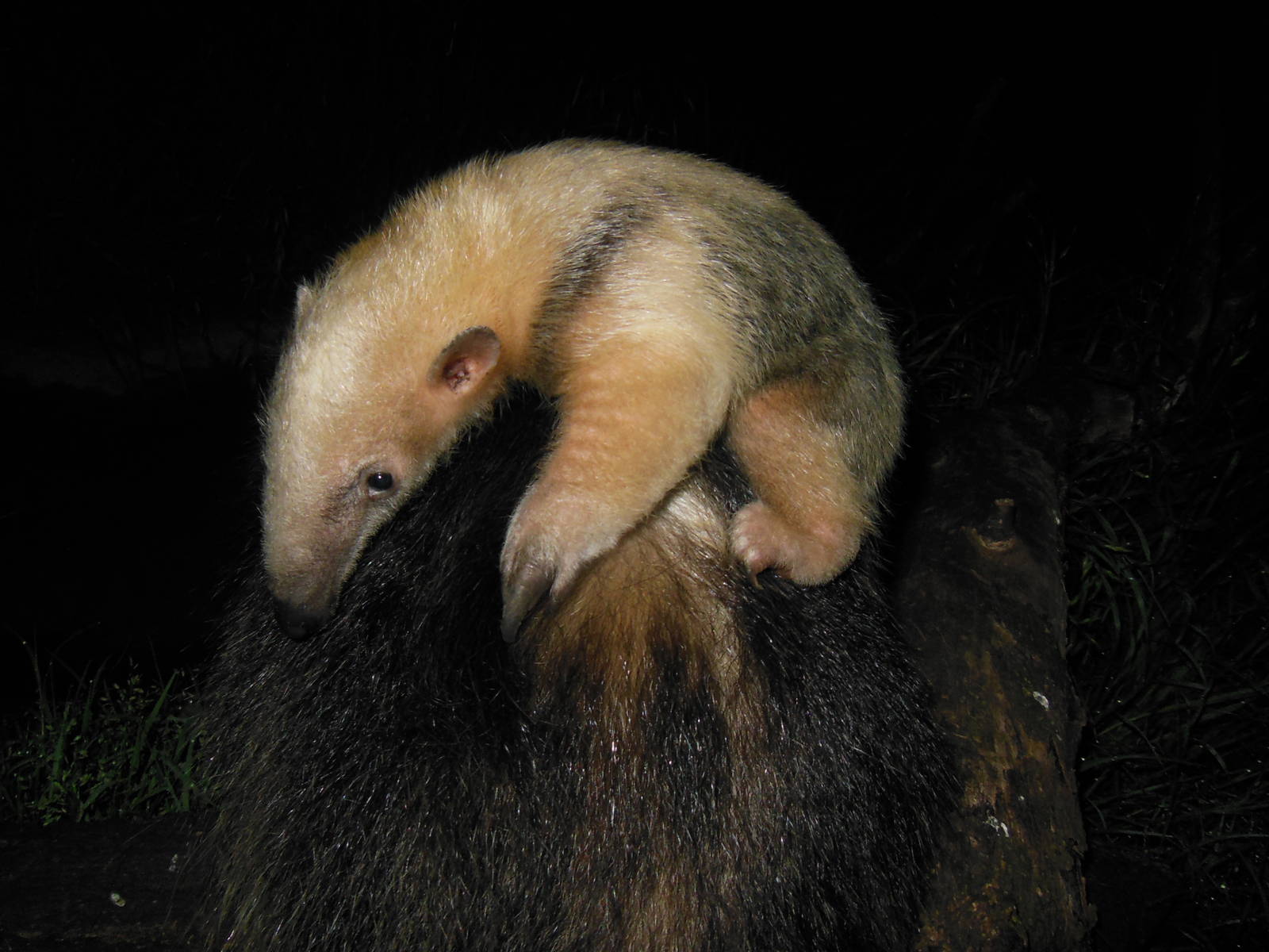 Lesser Anteater, 1 month old.