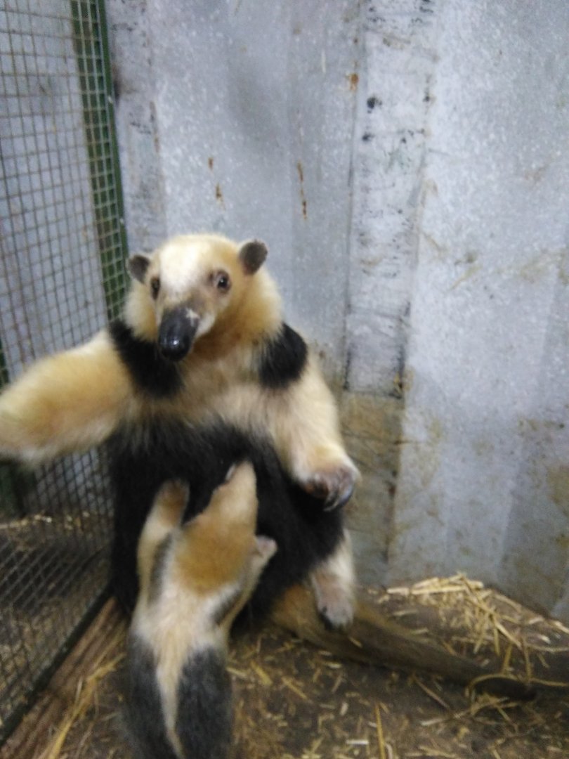 Lesser Anteater born in Bioparque, April 24, 2017.