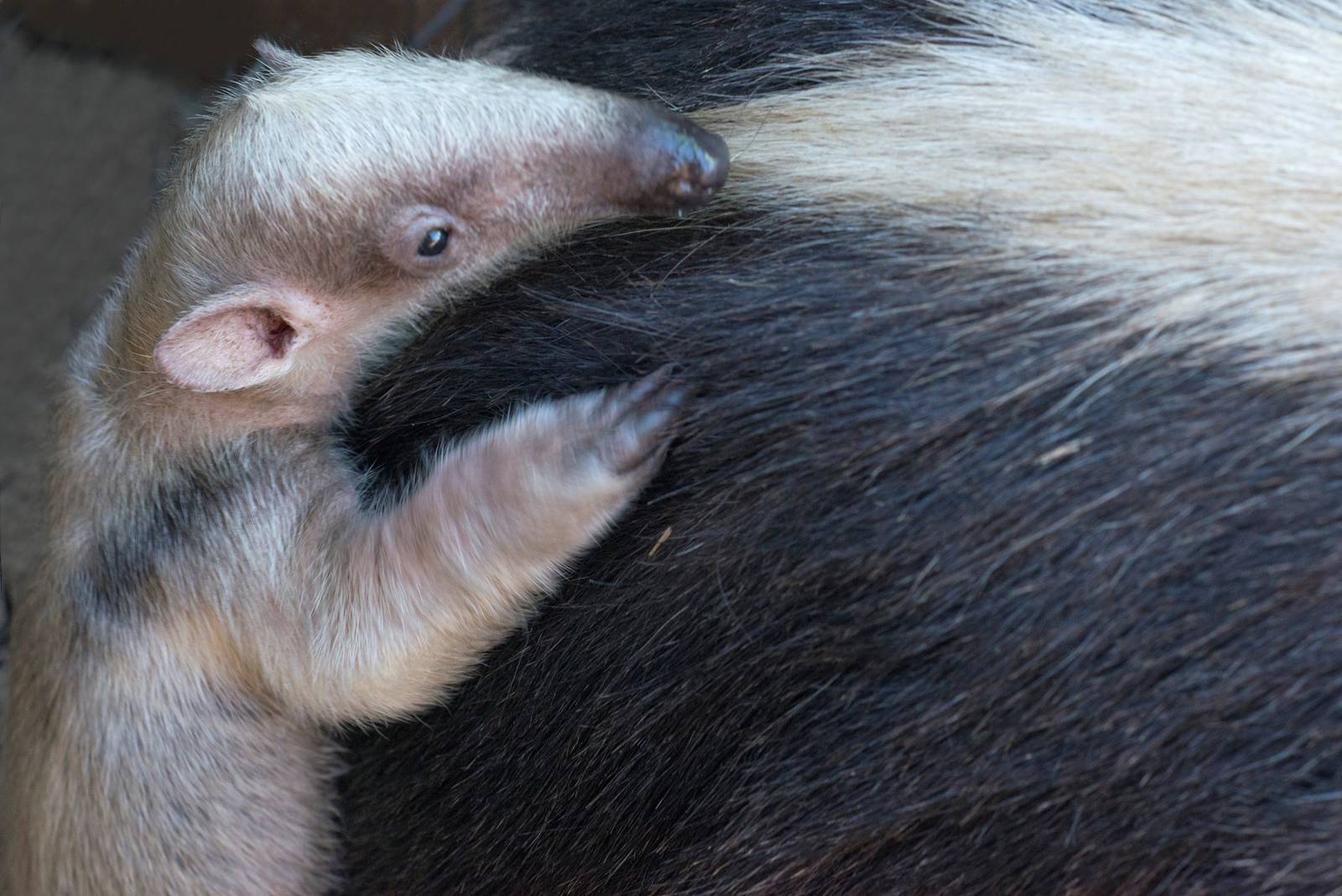 Lesser Anteater Born September 10, 2014