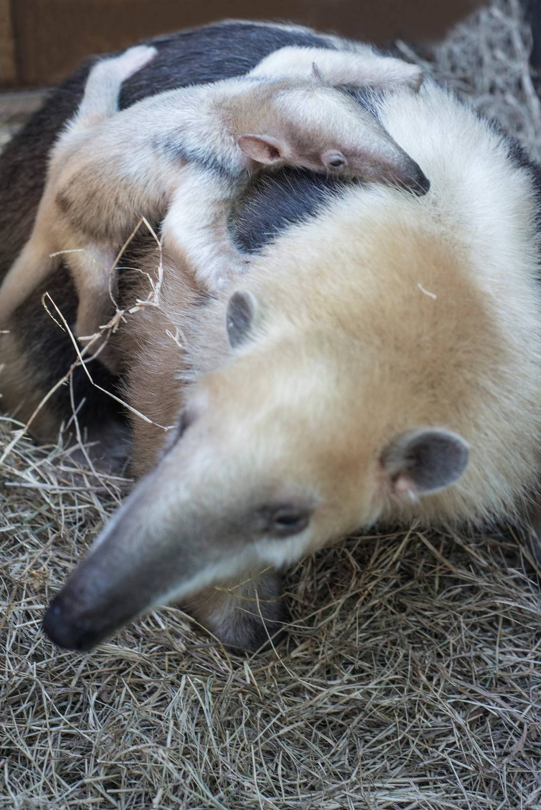 Lesser Anteater Born September 10, 2014