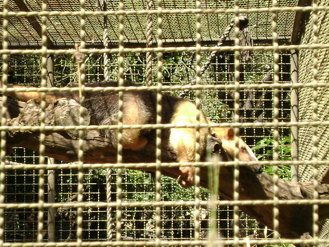 Lesser anteater (circa 2009) - Belo Horizonte zoo