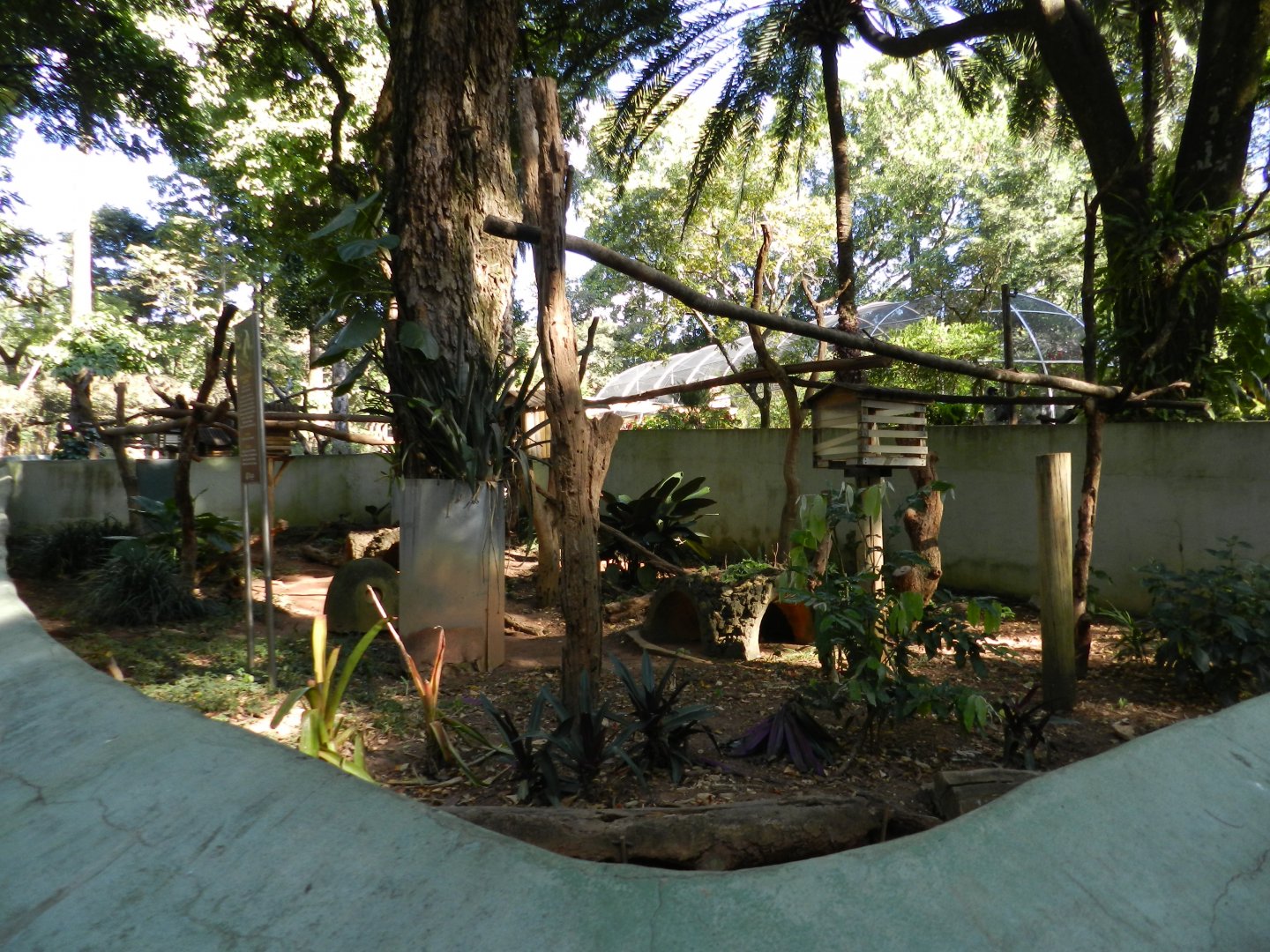 Lesser anteater exhibit - Belo Horizonte zoo