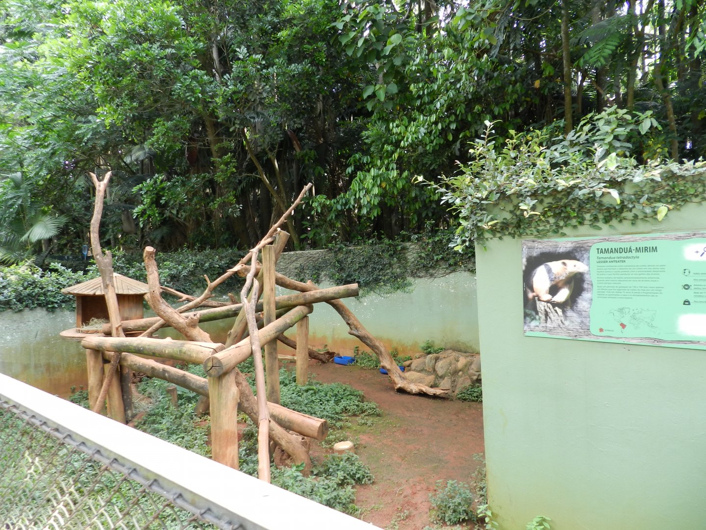 Lesser anteater exhibit - Zoo São Paulo
