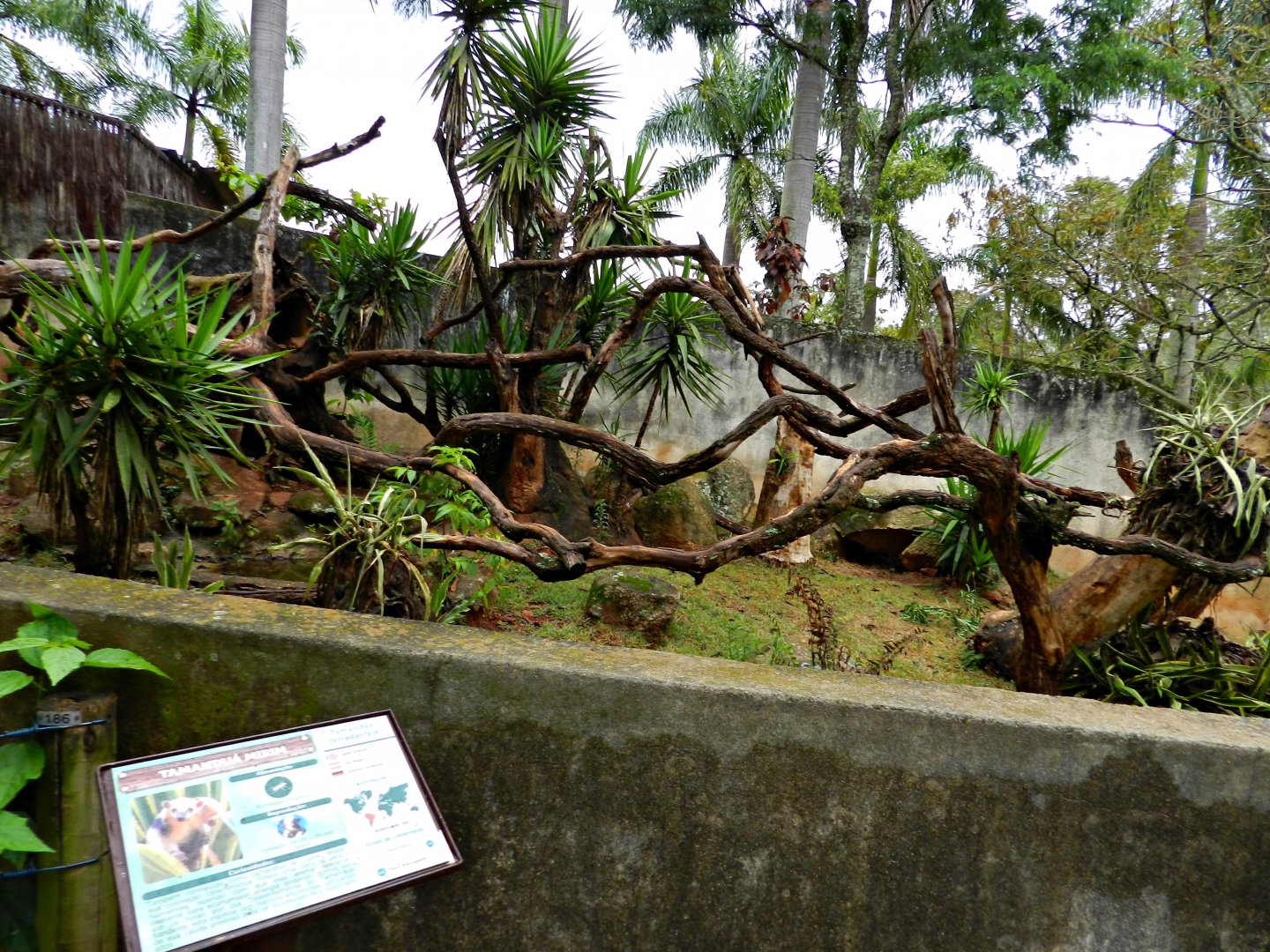 Lesser anteater exhibit - Zooparque itatiba