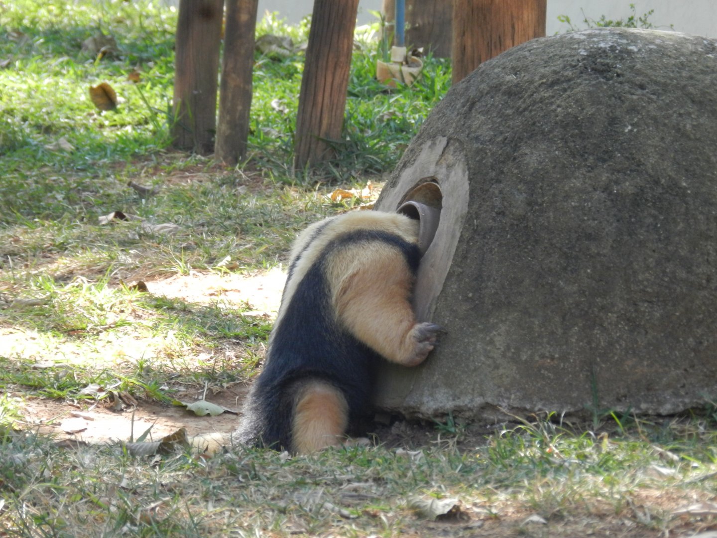Lesser anteater having lunch - Belo Horizonte zoo