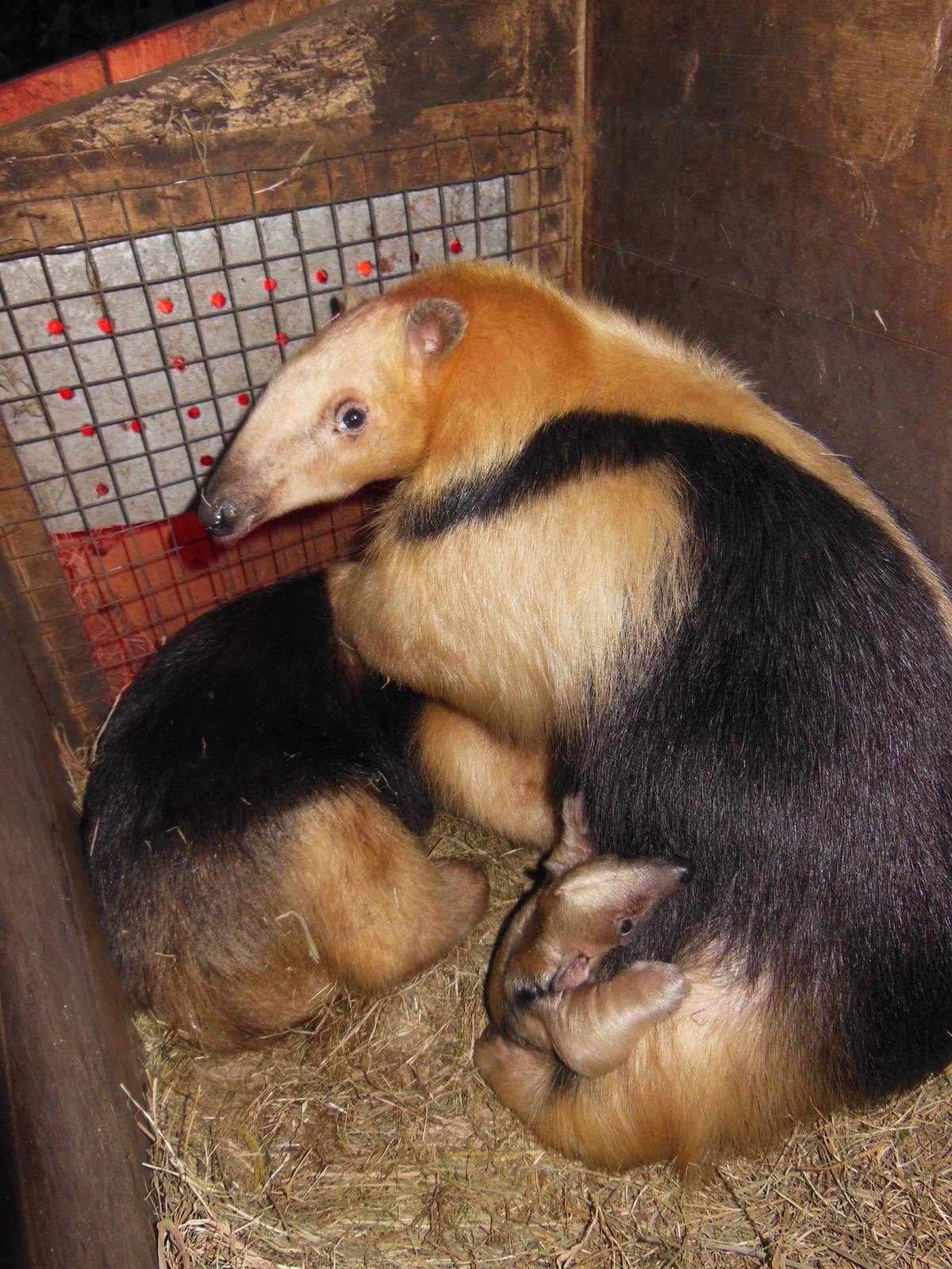 Lesser Anteater