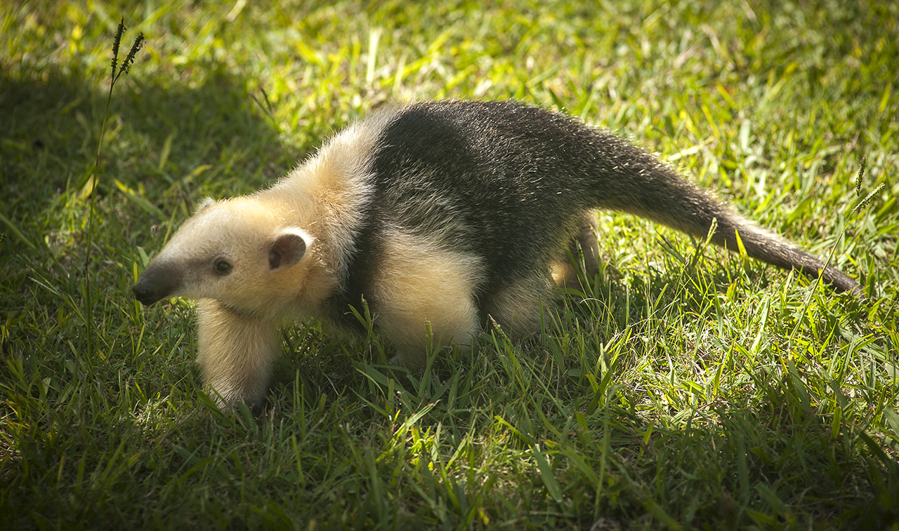 Lesser anteater