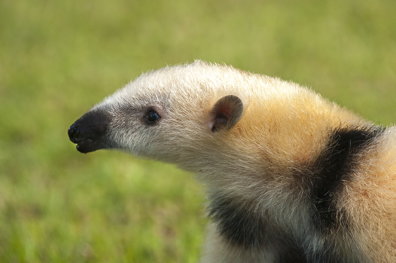 Lesser anteater
