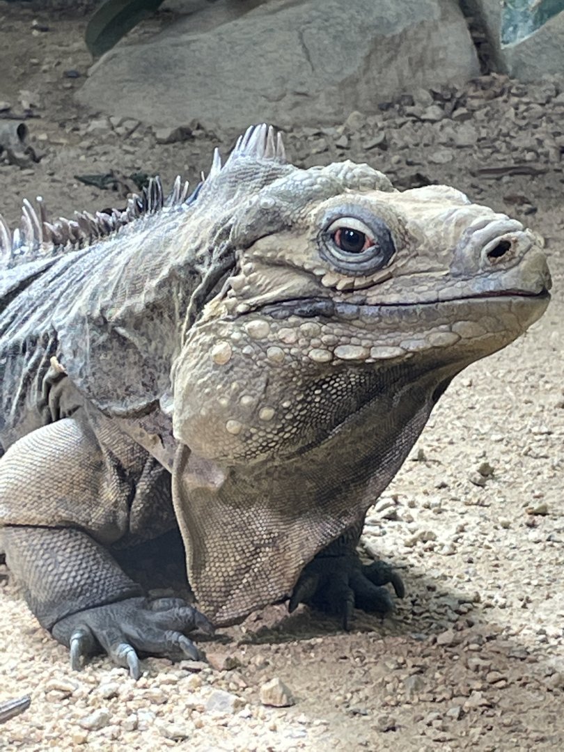 Lesser Antilean Iguana close-up