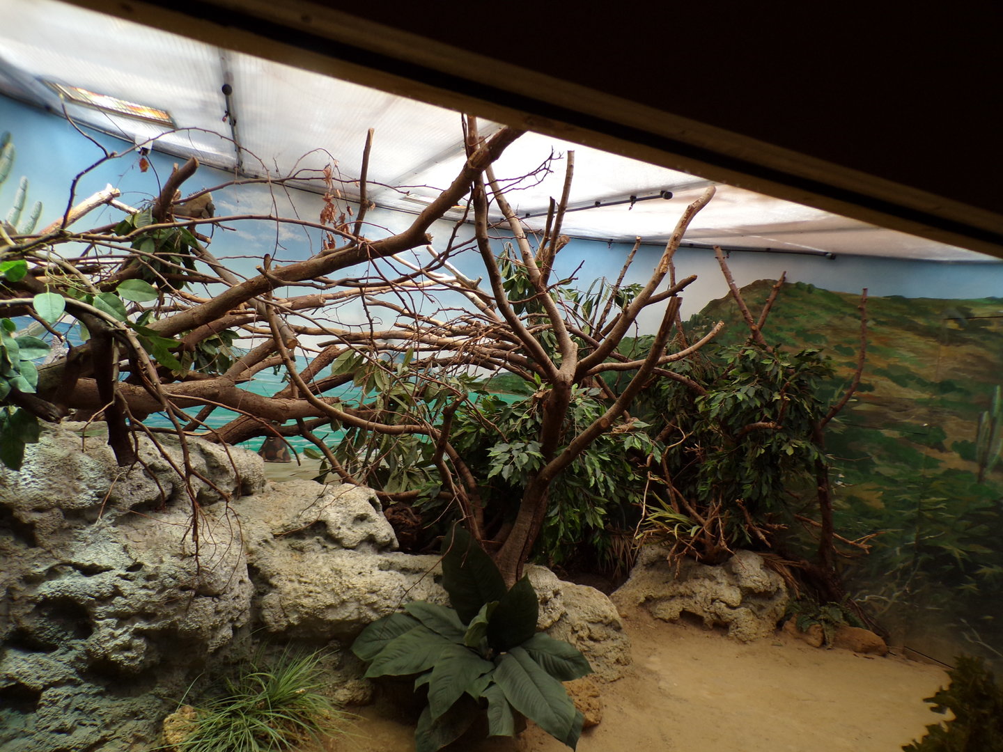 Lesser Antilean iguana enclosure 13.7.23