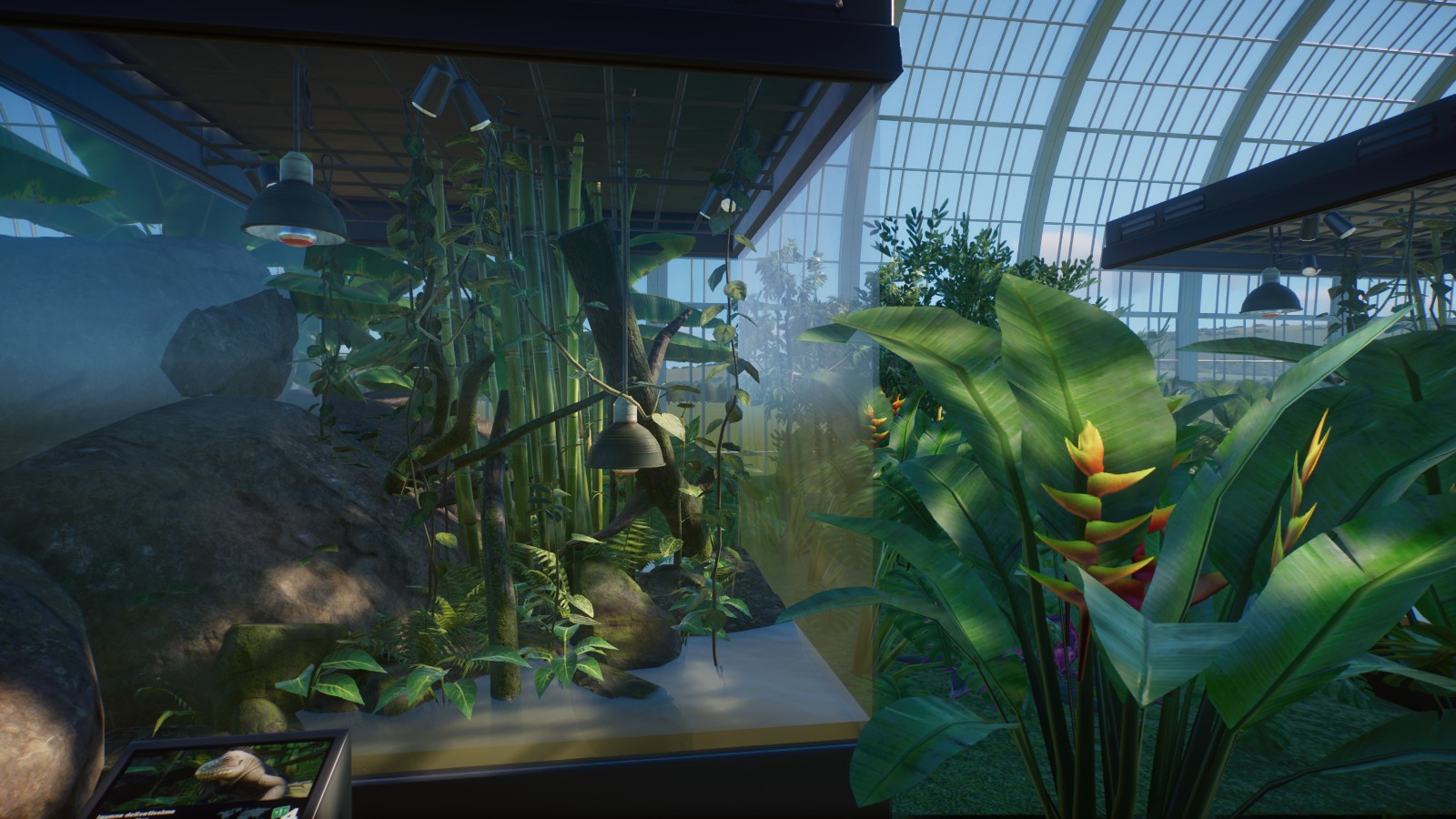 Lesser Antilean Iguana Enclosure