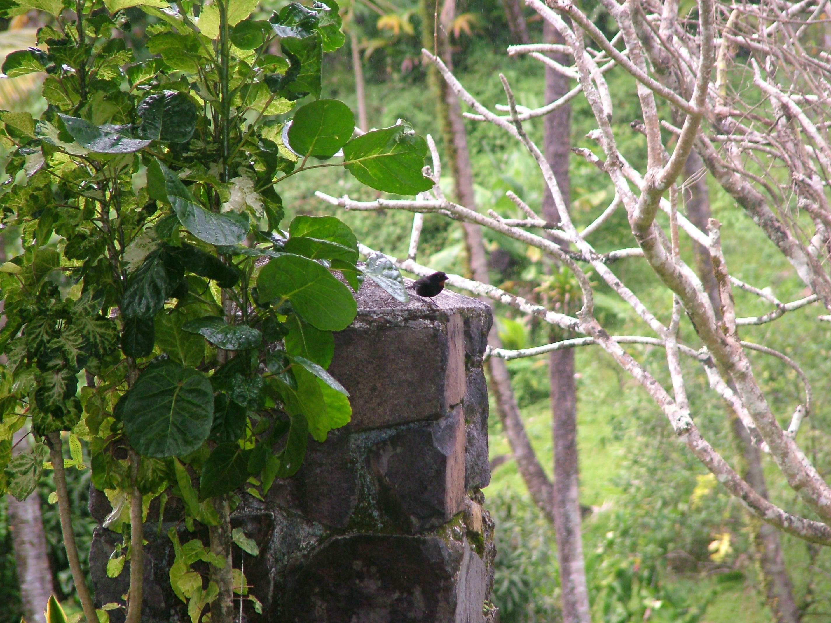 Lesser Antillean Bullfinch, Dominica, 2007