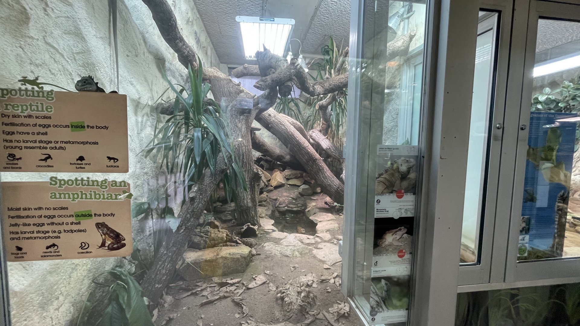 Lesser antillean iguana and mountain chicken exhibit