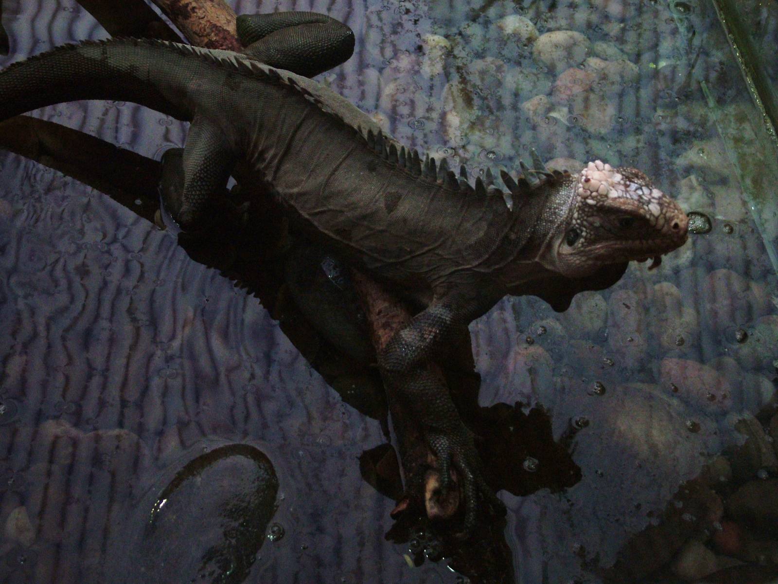 Lesser Antillean Iguana at Chester 25/04/10