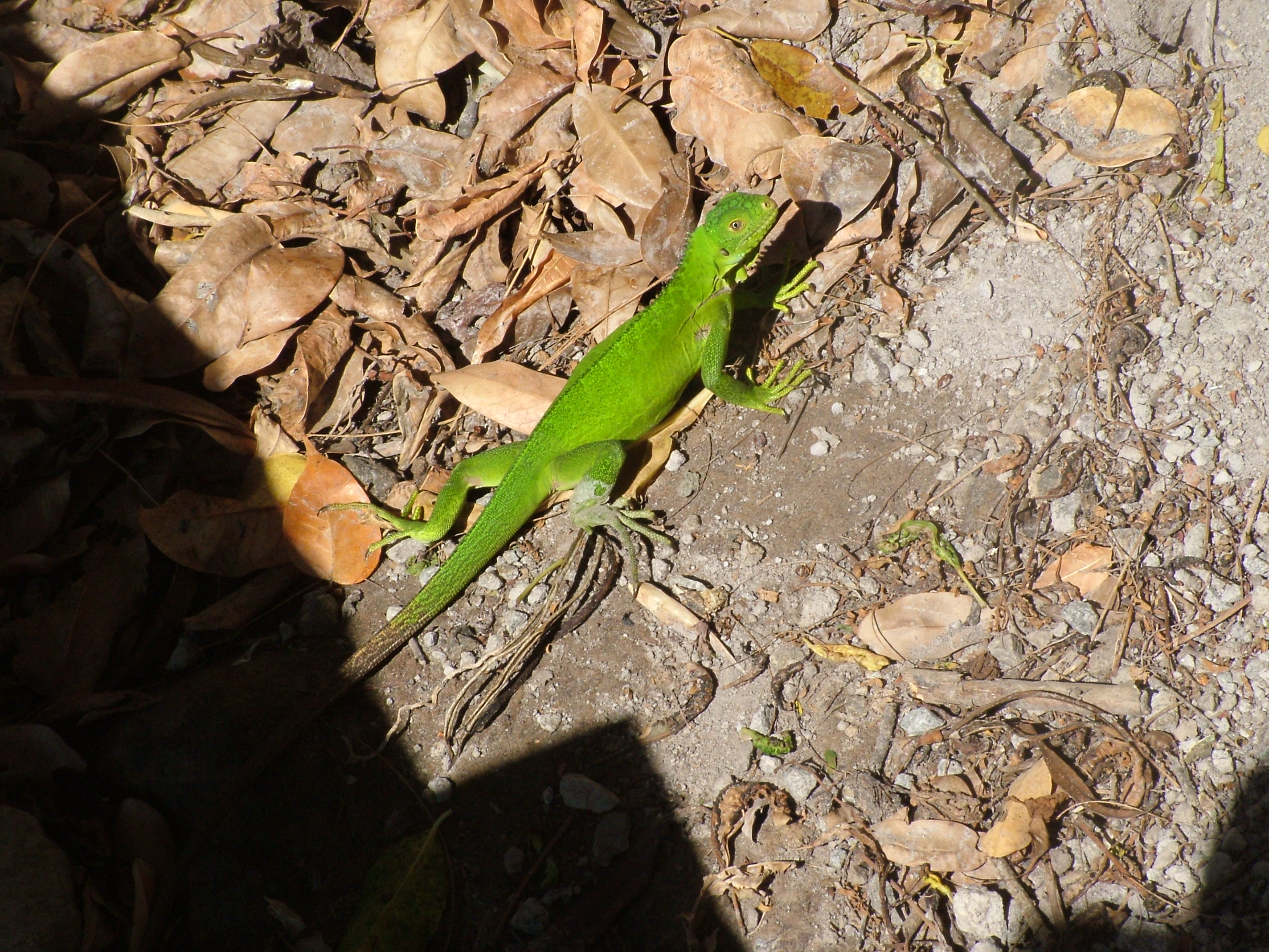 Lesser Antillean Iguana, Dominica, 2007