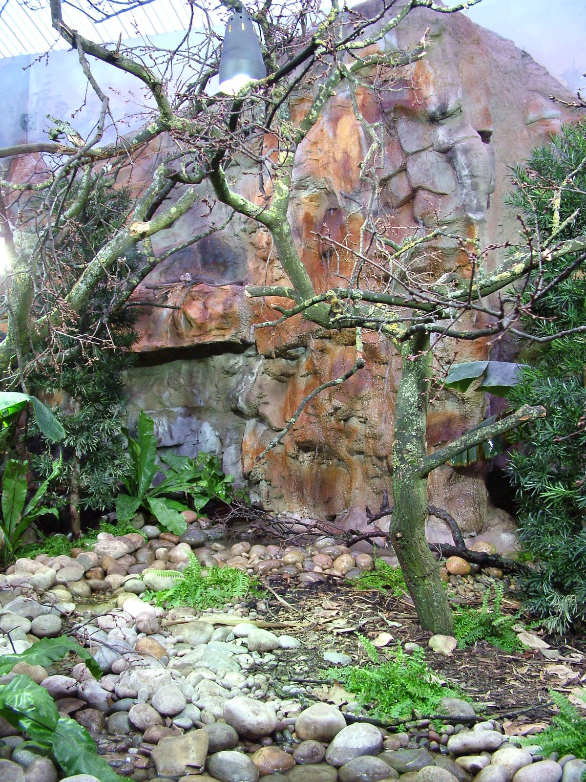 Lesser Antillean Iguana exhibit at Chester 06/03/10