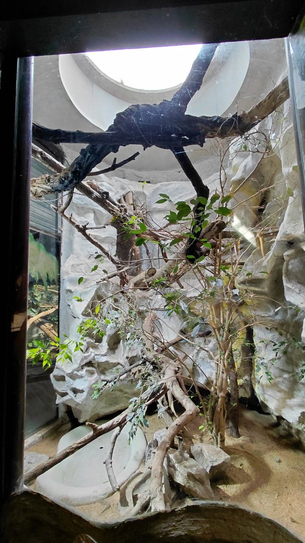 Lesser Antillean iguana exhibit