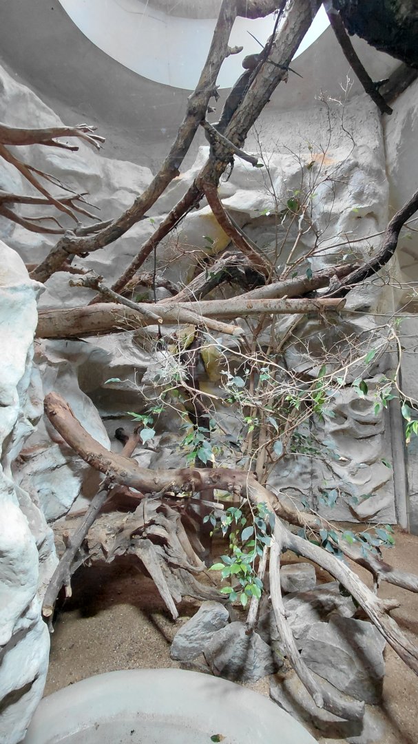 Lesser Antillean iguana exhibit