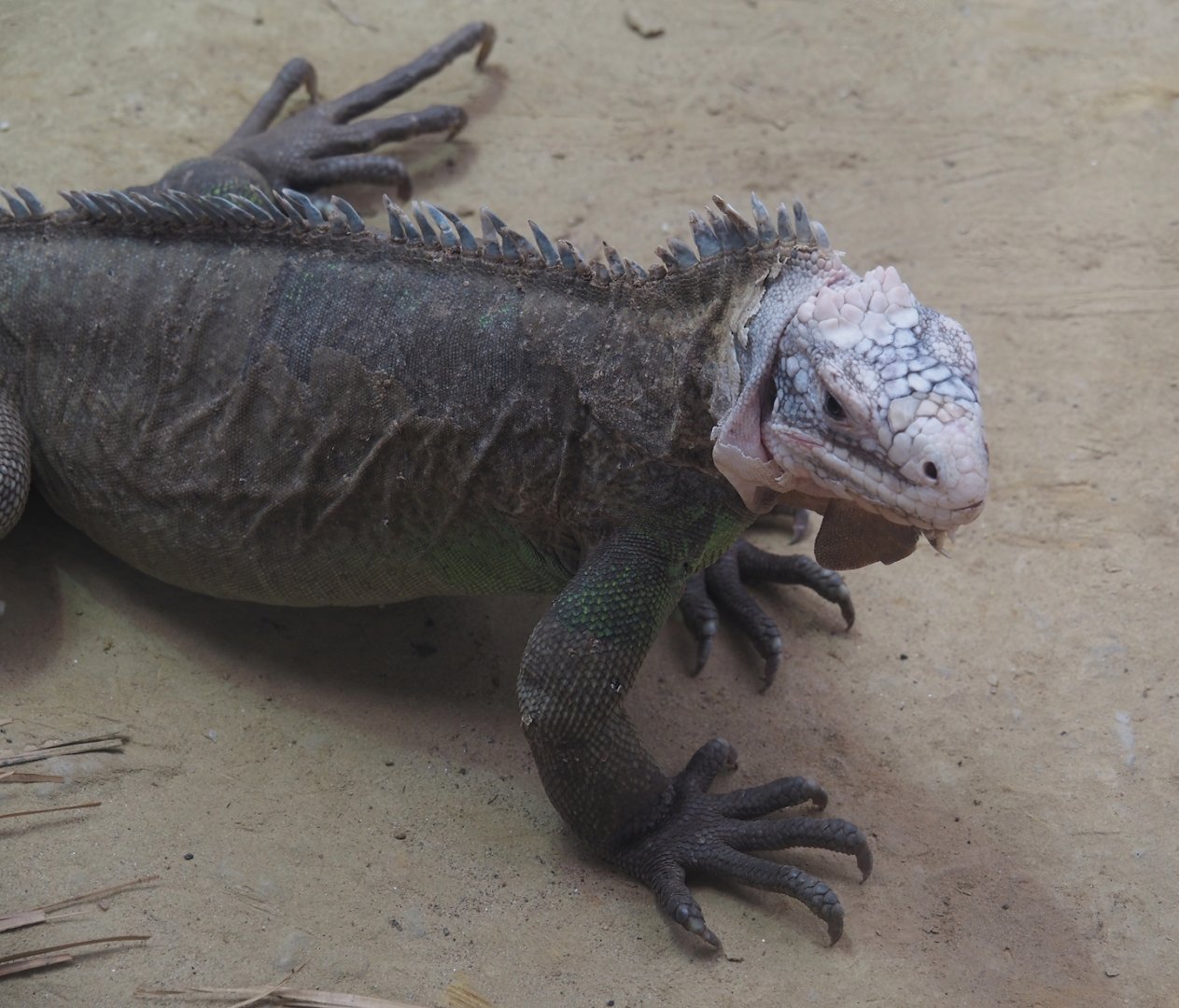 Lesser Antillean iguana (Iguana delicatissima), 2024-06-30