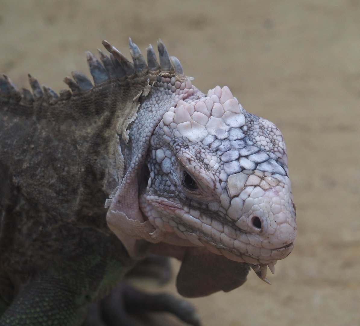 Lesser Antillean iguana (Iguana delicatissima), 2024-06-30