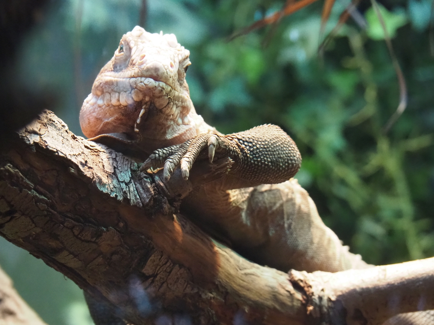 Lesser Antillean iguana (Iguana delicatissima), Nov 10th, 2018