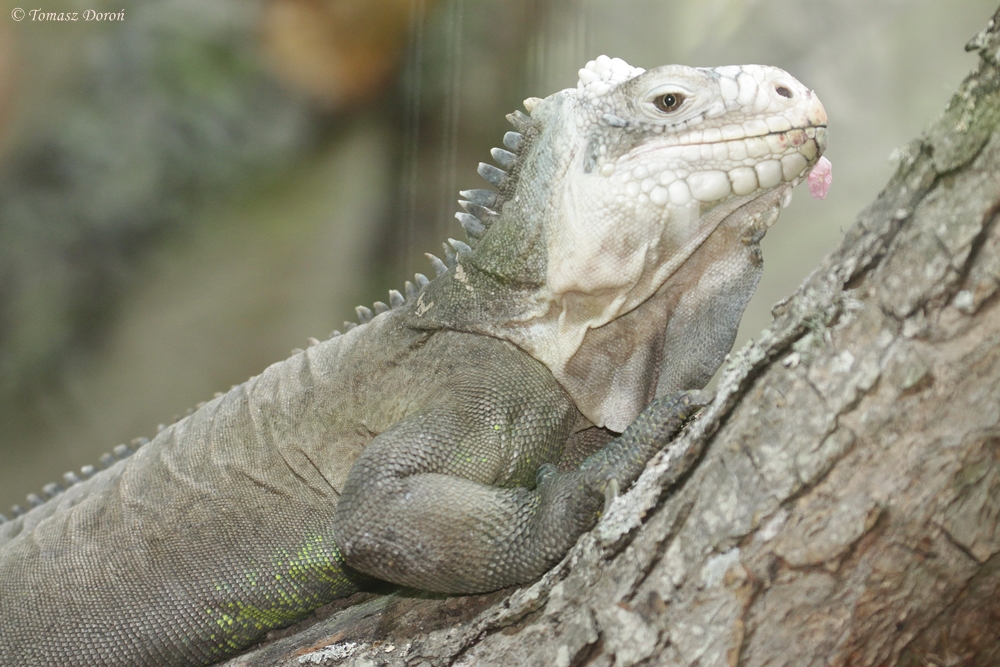 Lesser Antillean Iguana (Iguana delicatissima)