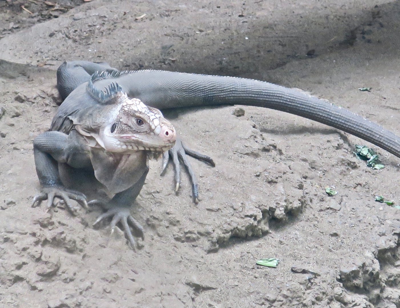 Lesser Antillean Iguana (Iguana delicatissima)