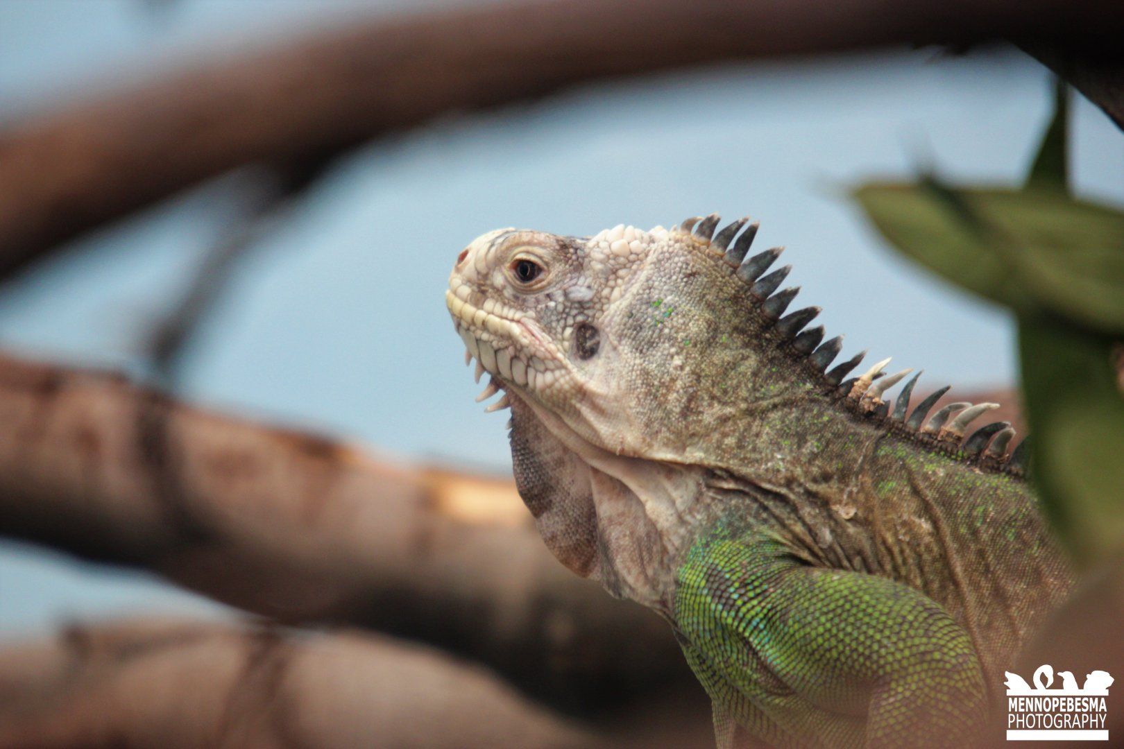 Lesser Antillean iguana (Iguana delicatissima)