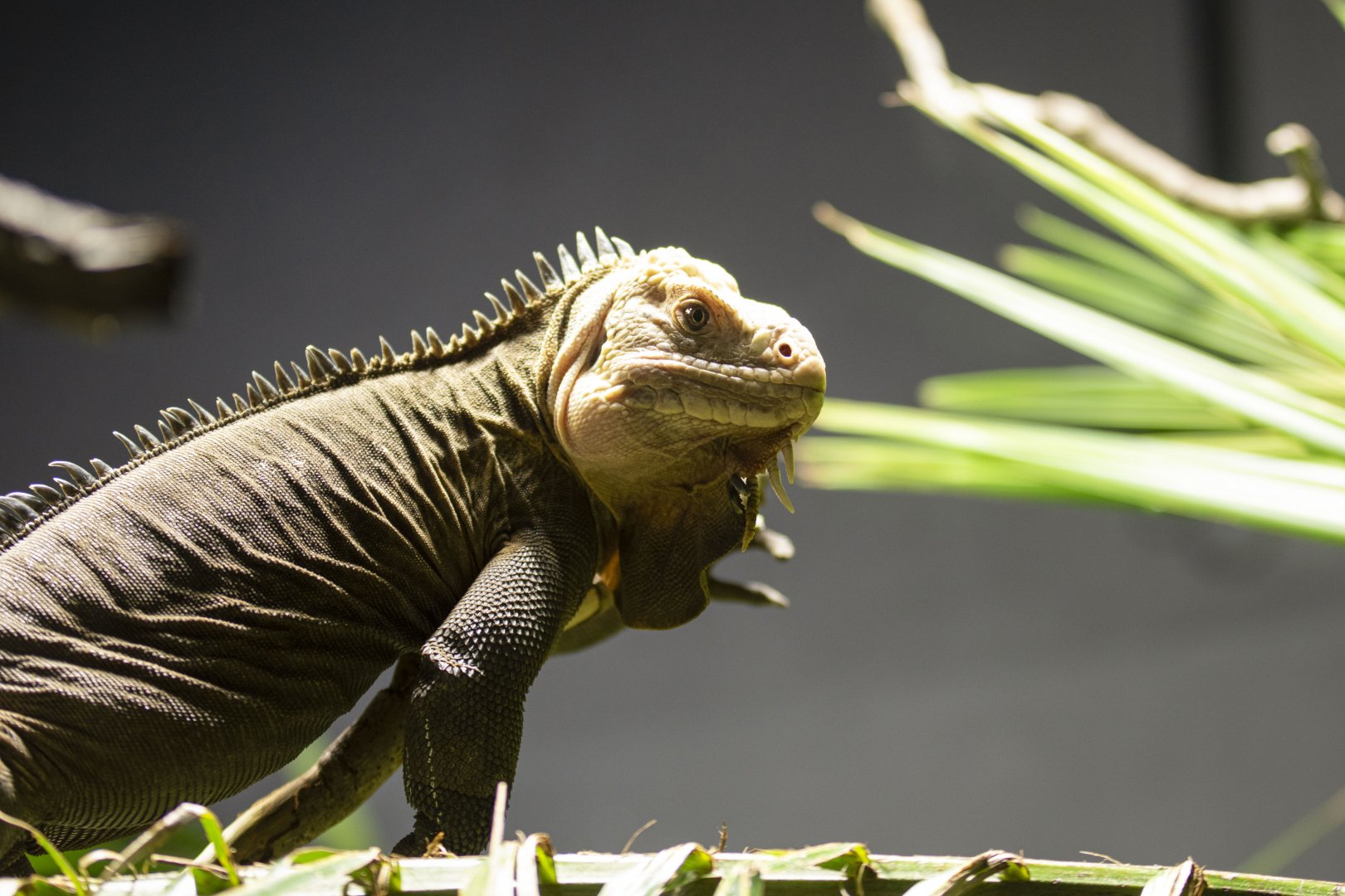 Lesser Antillean iguana (Iguana delicatissima)