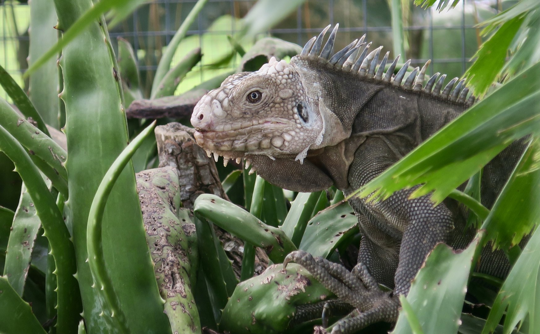 Lesser Antillean Iguana (Iguana delicatissima)