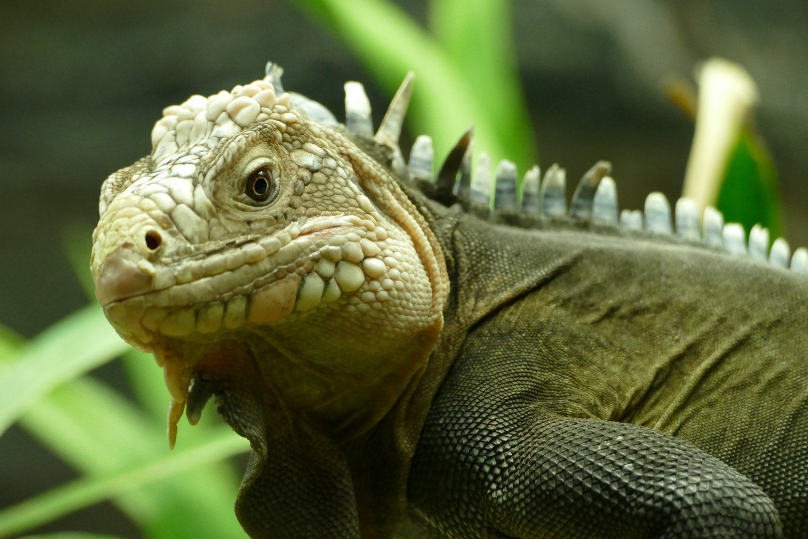 Lesser Antillean Iguana, October 2022