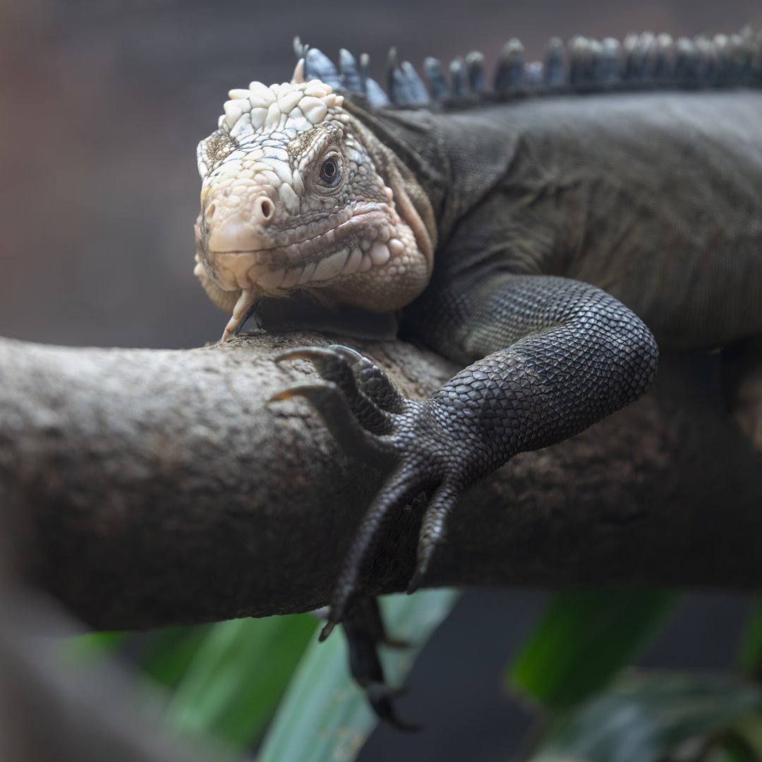 Lesser Antillean Iguana / Paighton / 18-3-23