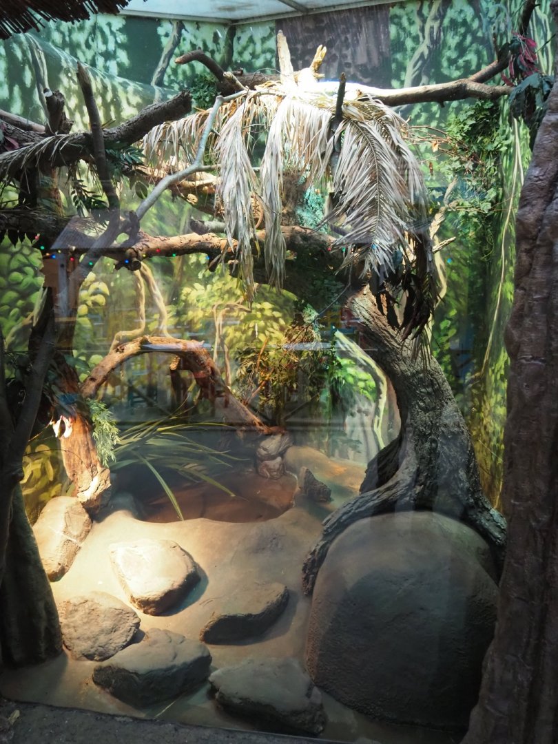 Lesser Antillean iguana terrarium (Nov 10th, 2018)