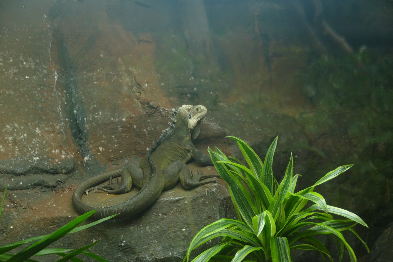 Lesser Antillean iguana, Tropical Trails, May 2021
