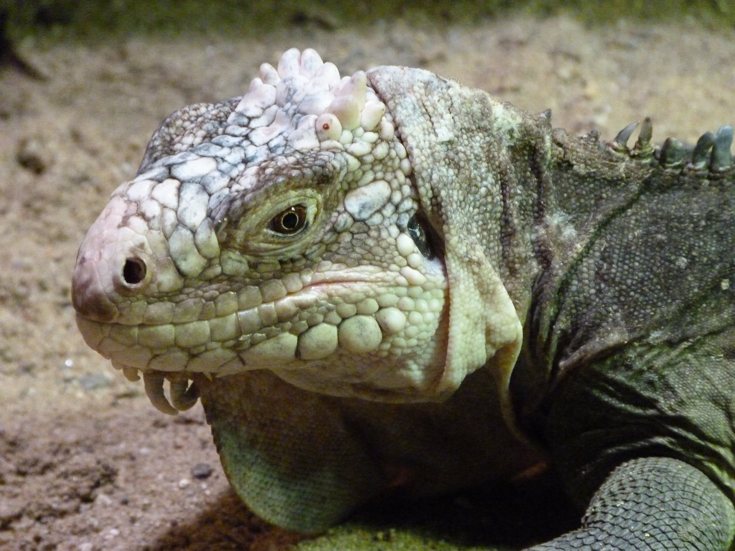 Lesser Antillean iguana -Zoo Praha (2025)