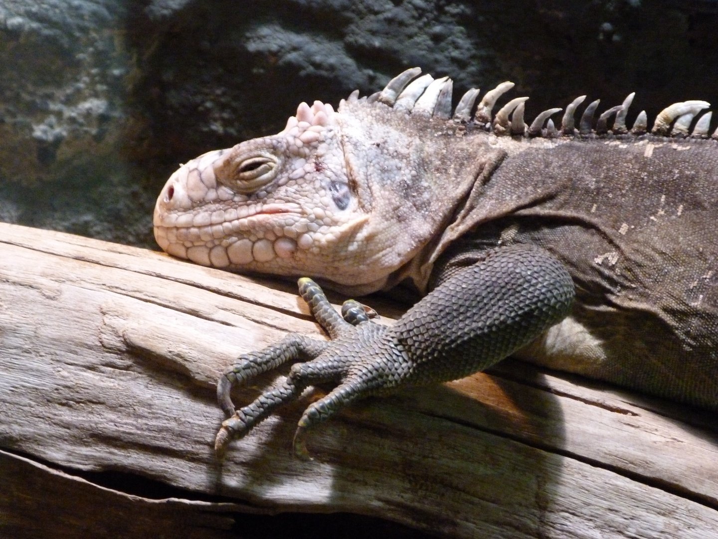 Lesser Antillean iguana -Zoo Praha (2025)
