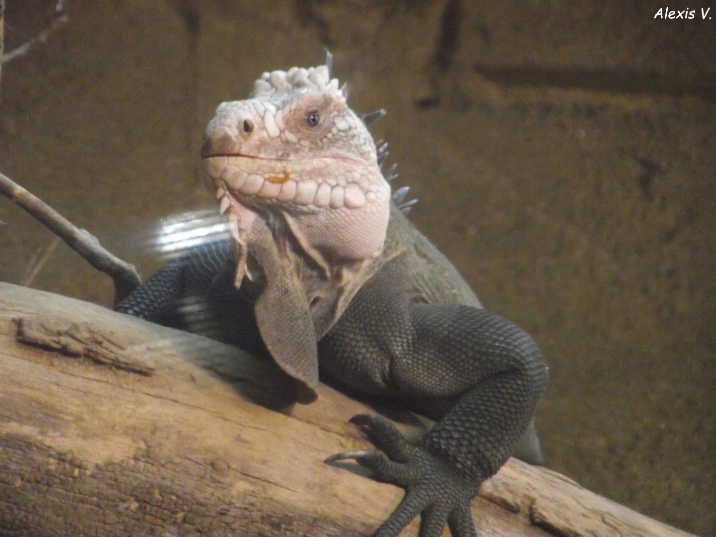 Lesser Antillean Iguana - Zooparc de Beauval - 12/01/2025