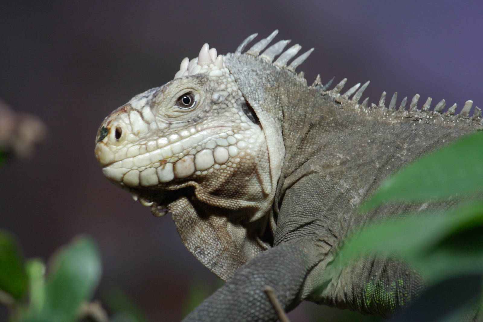 Lesser Antillean iguana