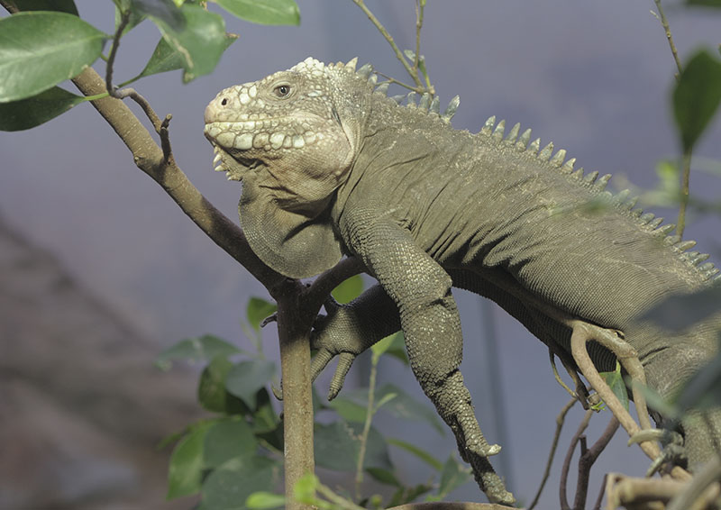 Lesser Antillean iguana