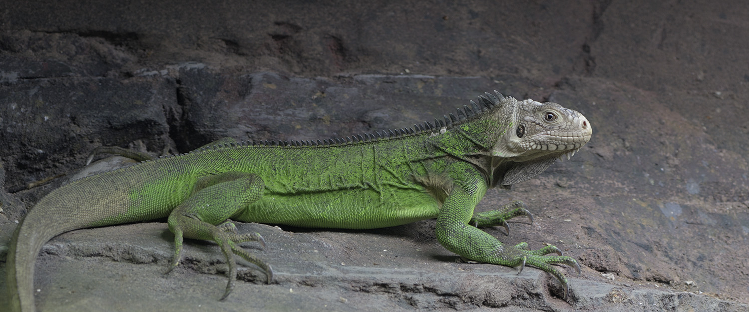 Lesser Antillean iguana