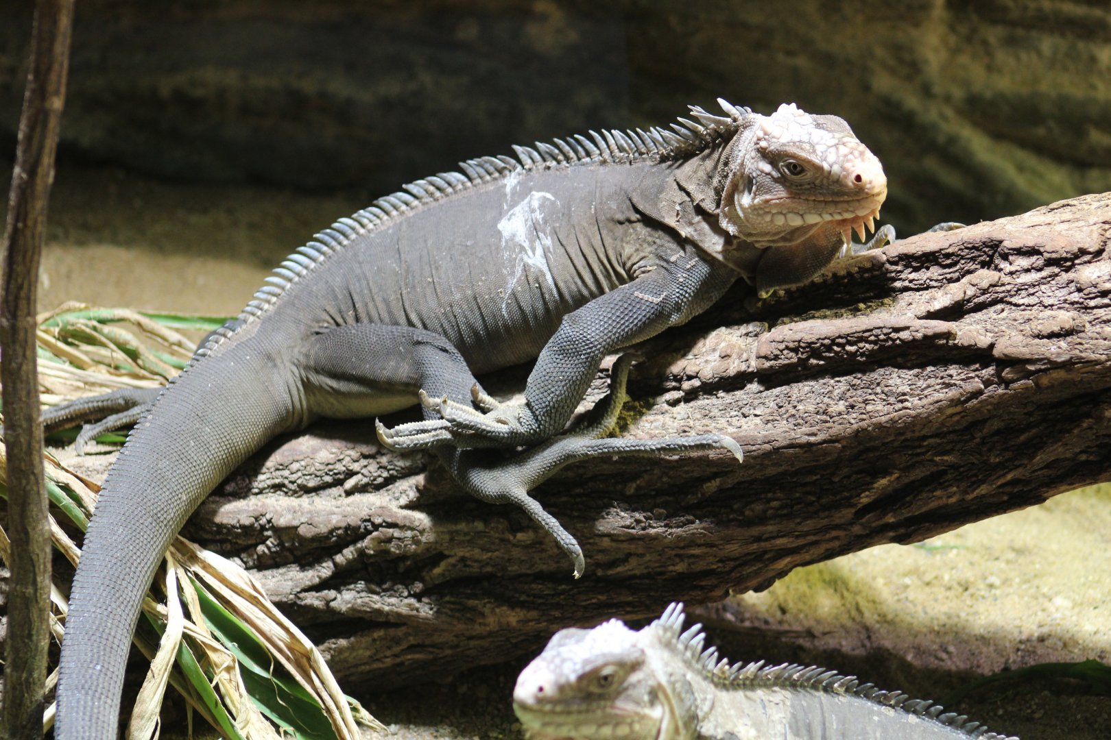 Lesser Antillean Iguana