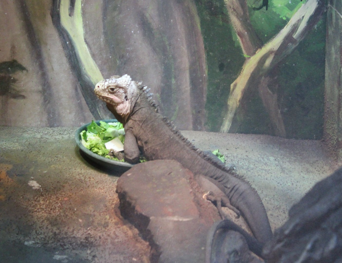 Lesser Antillean iguana