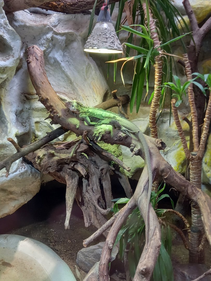 Lesser Antillean Iguana